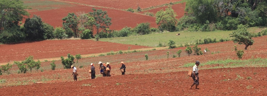 Farm in Loikaw